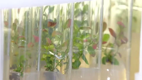 "In vitro"  micro-breeding technology Video stock 99008735