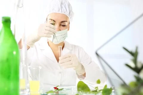 In vitro plants. Stock Photos