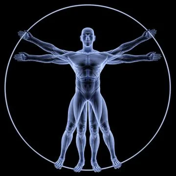 Vitruvian Ilustração Stock