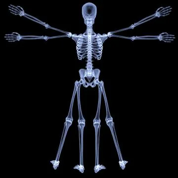 Vitruvian Stock Illustration