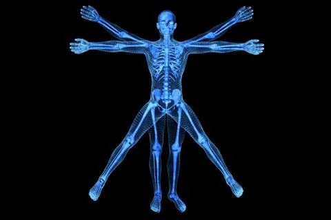 Vitruvian man Stock Illustration