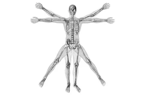 Vitruvian man Stock Illustration