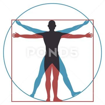 Vitruvian man. Leonardo da vinci human body perfect anatomy proportions in Stock Illustration