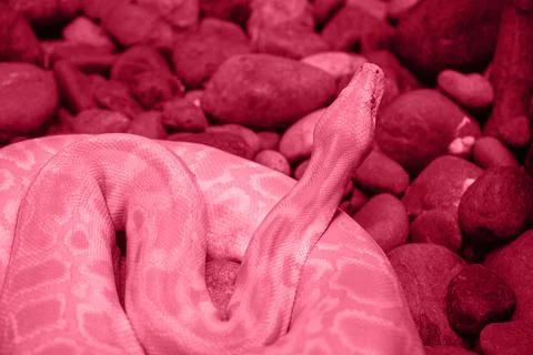 Viva Magenta toned python close up Stock Photos
