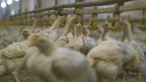 Vivacious chicken eating and drinking water from metallic bowls in a hennery Stock Footage 99287085