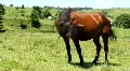 Vivacious studhorse HD Footage