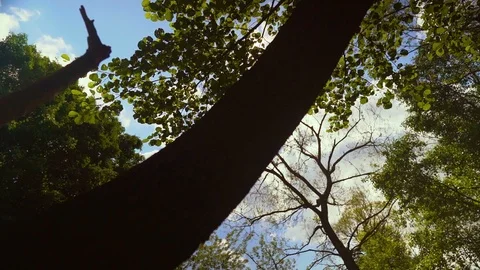 Vivid and bright sun setting behind tree line in wilderness HD Slowmo Stock Footage 92419318