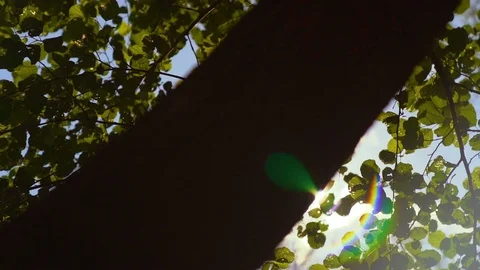 Vivid and bright sun setting behind tree line in wilderness HD Slowmo Stock Footage 92435530