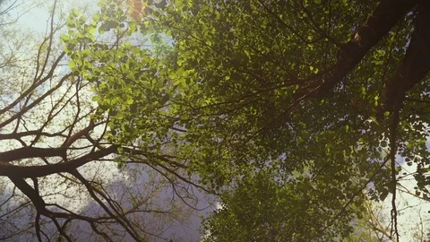 Vivid and bright sun setting behind tree line in wilderness HD Slowmo Stock Footage 92442060