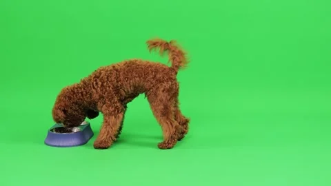 Vivid artistic setting highlighting enthusiastic brown poodle dining happily Stock Footage 327610761