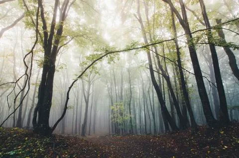 Vivid autumn landscape. Forest scenery with trees in fog Stock Photos