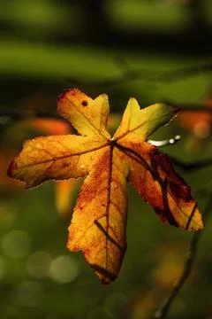 Vivid autumn leaf on the tree. Stock Photos