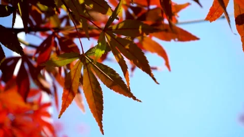 Vivid Autumn Maple Leaves in a Detailed Close-Up Nature Shot 스톡 동영상 333042453