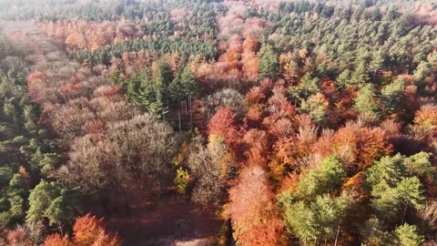 Vivid Autumn Tree Canopy, Captivating Drone Perspective Of Autumnal Forest Tops Stockbeeldmateriaal 328050158