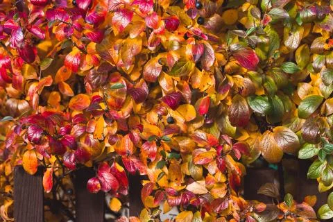 Vivid background of autumn multi-colored leaves Stock Photos