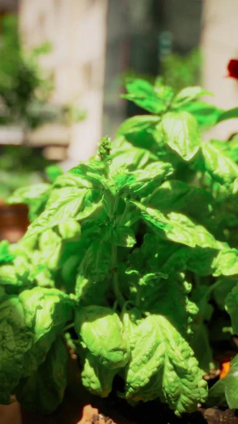 Vivid basil plant catching the sun on a shaded terrace of Amalfi Stock Footage 344735037
