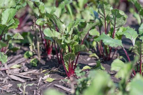 Vivid beetroot seedlings thriving in a sunlit garden bed with rich soil and.. Stock Photos