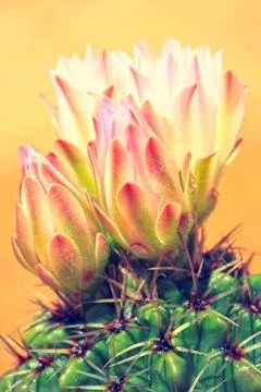 Vivid bloom Foto stock