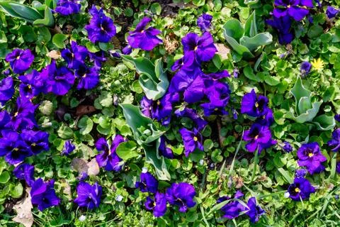 Vivid blue colored pansies or Viola Tricolor flowers in a sunny spring garden Stock Photos