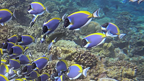 Vivid Blue Tangs Gracefully Navigate Sunlit Reef in Tropical Ocean Stock Footage 331985276