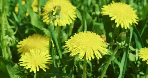 Vivid Bright Yellow Dandelions Blooming in a Sunlit Meadow Captured in Closeup Stock Footage 277596053