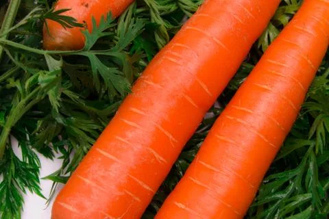 Vivid carrots Stock Photos
