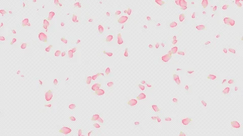 Vivid Cherry Blossom Petals Falling in Large Quantity with Alpha Channel Stock Footage 332424151