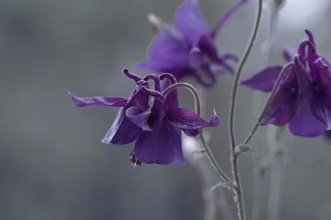 Vivid close-up of an array of purple Common catchment (Aquilegia vulgaris) flowe Stock Photos