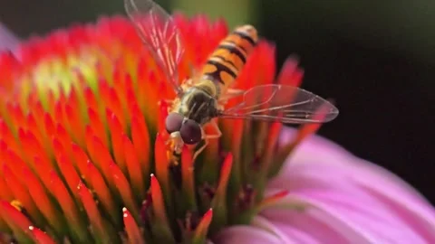 Vivid Close-Up of a Hoverfly on a Brightly Colored Flower 库存影片 313076890