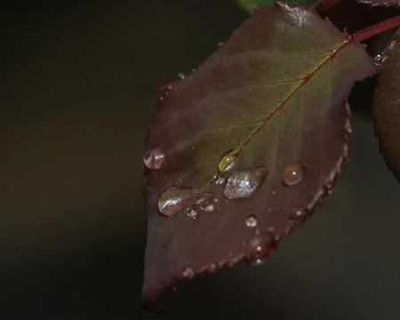 Vivid close-up image capturing raindrops clinging to the vibrant red and gr.. 写真素材