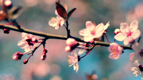 Vivid close up pan of blooming pink cherry branch against blue sky Video stock 60093022