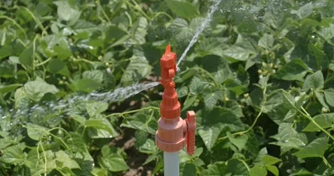 Vivid close-up sprinkler irrigation system. Video stock 159999637