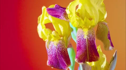 Vivid close view of intricate iris veins. Artistic depiction of purple iris with Stock Footage 331283719