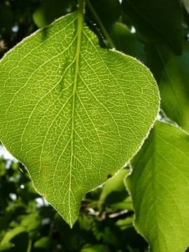 A vivid closeup of a tree leaf with the sun shining on it Stock Photos