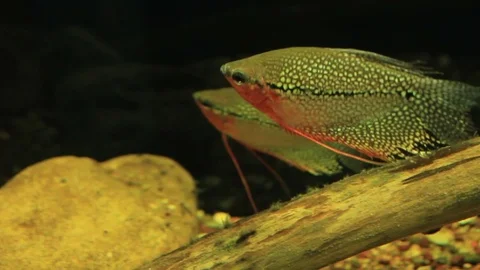 Vivid colored fish Stock-Footage 83777135