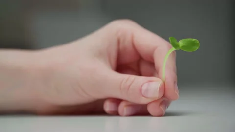 Vivid colored grown microgreens leaf on a white table Stock Footage 231134183