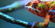 Vivid Colorful Skin Of Chameleon Close Up View. Exotic Tropical Lizard 4K Video Stock Footage
