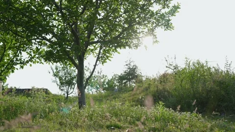 Vivid colorful sun rays through branches of a Apple tree during early morning Stock Footage 155098703