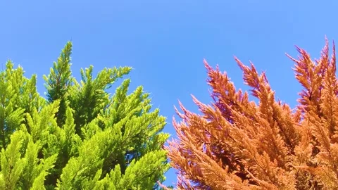 Vivid Contrast of Green and Rust-Colored Trees Against a Bright Blue Sky Stock Footage 322830107