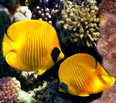 Vivid coral reef and tropical fish. Red Sea Stock Photos