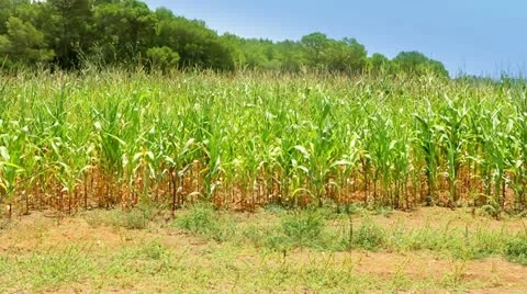 Vivid corn field with pines in background Stock Footage 11372273