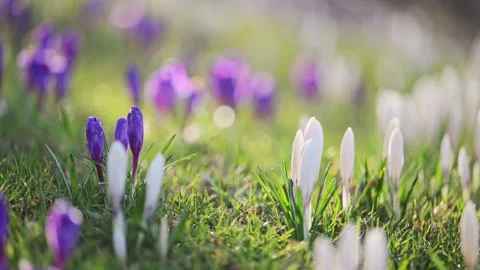 Vivid crocuses in a spring meadow with sunlight and a gentle breeze captured in Stock Footage 299652836