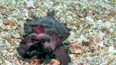 Vivid cuttlefish Metasepia pfefferi wanders ocean floor. Stock Footage 231596789