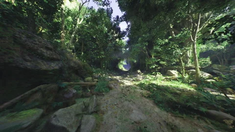 Vivid display of intertwined roots with moss and leaf litter in sunlight Stock Footage 333991841