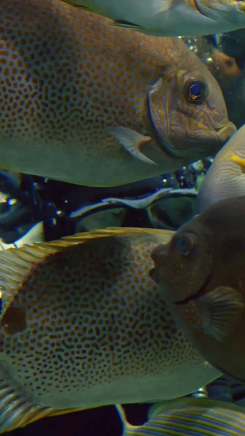 Vivid display of marine life activity. Closeup of diver amid lively reef fish Video stock 344741609