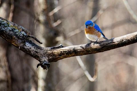 Vivid Eastern Bluebird Stock Photos
