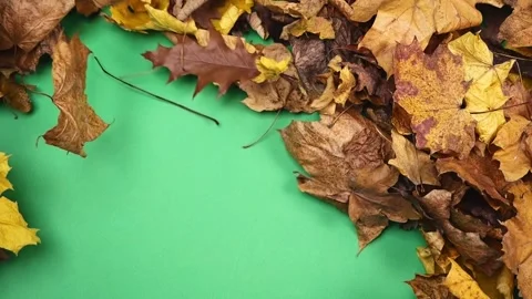 Vivid fall foliage flies across a green box, creating an editable template .. Stock-Footage 256180436