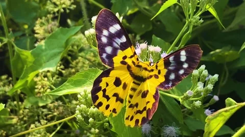 Vivid False Tiger Moth feeding on Siam Weed flowers amid lush green foliage in Video stock 328487106