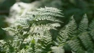 Vivid Fern Leaves Blow In Wind Under Bright Sunlight In Wilderness Landscape Stock Footage