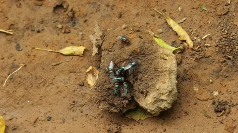 Vivid Flies Congregate Amidst Decay And Damp Soil Environment Vídeos de archivo 330083007